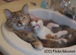 Sink Cats Relax
