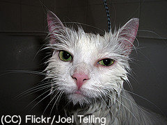 Wet kitteh iz not amused