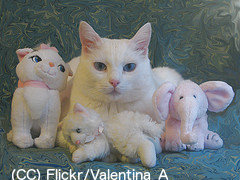Only 1 of these cats counts.